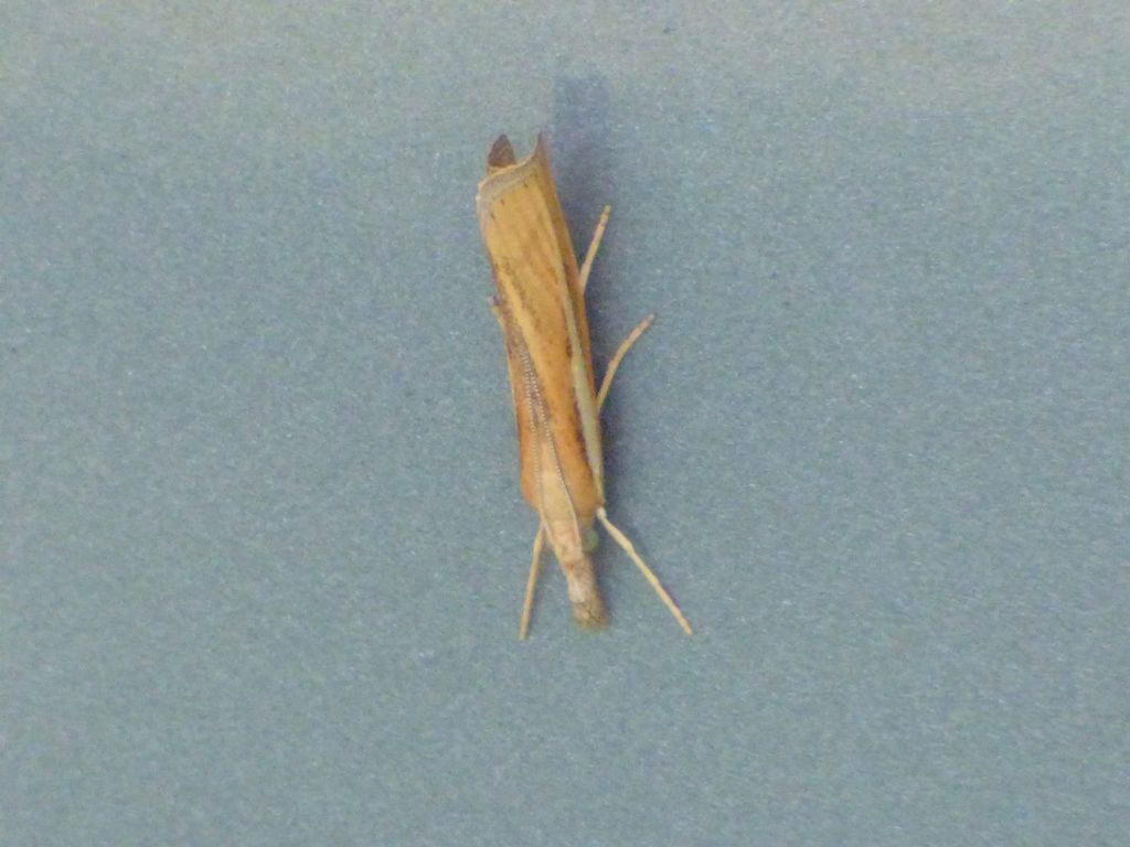 Agriphila tristella?